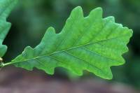 Chêne - Feuille (Quercus robur) 